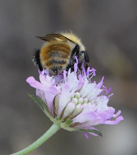 Réf. 234 010 : Bombus pascuorum intermedius